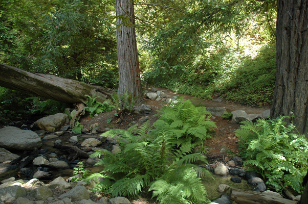 Soberanes Canyon 072.jpg